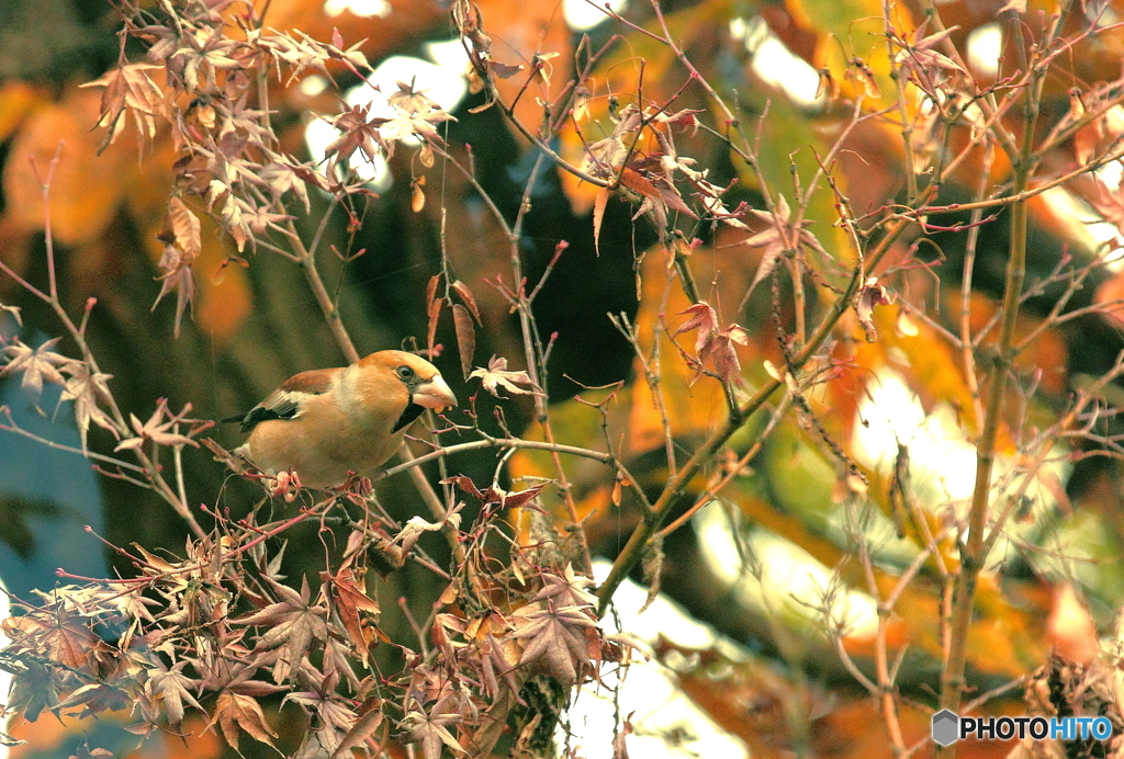 鳥さん