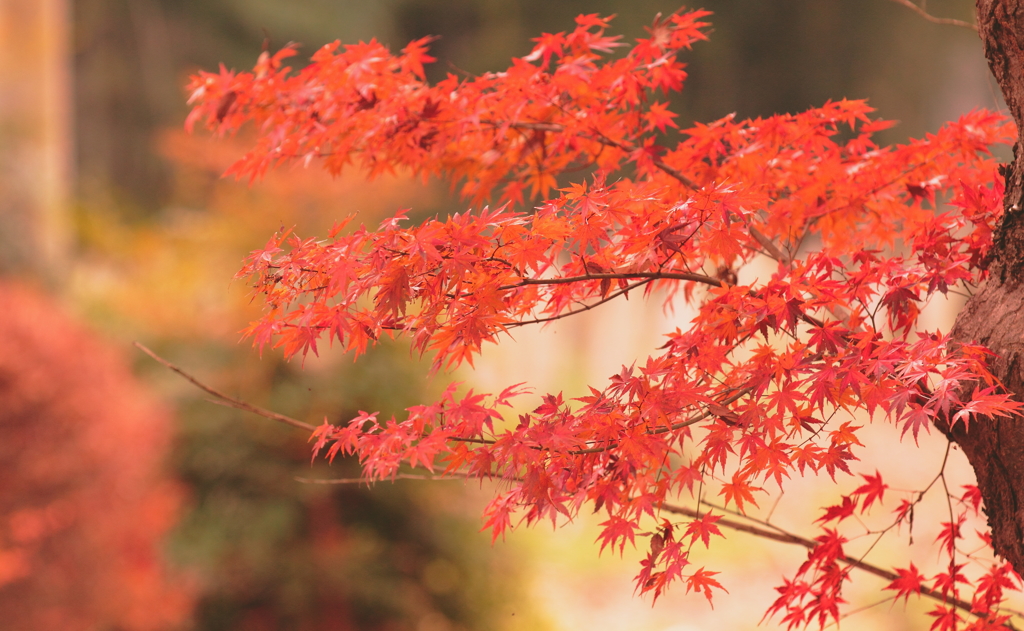 紅葉