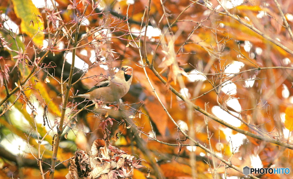 鳥さん