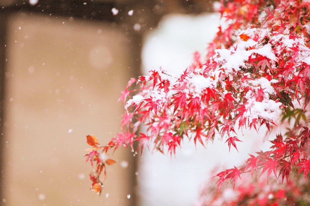 秋雪