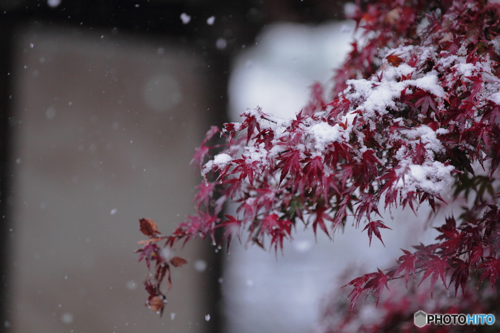 秋雪