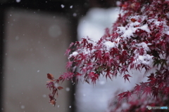 秋雪