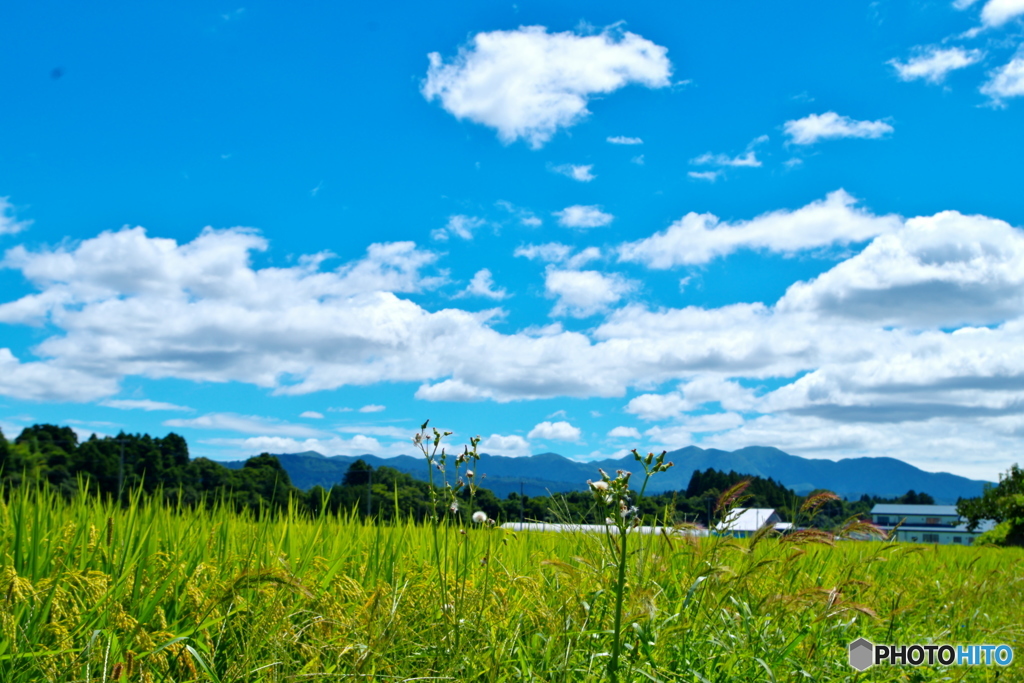 田舎の風景