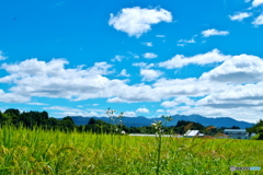 田舎の風景