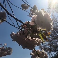 さくら いち