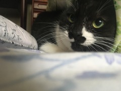 かくれんぼ
