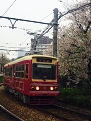 都電と桜の