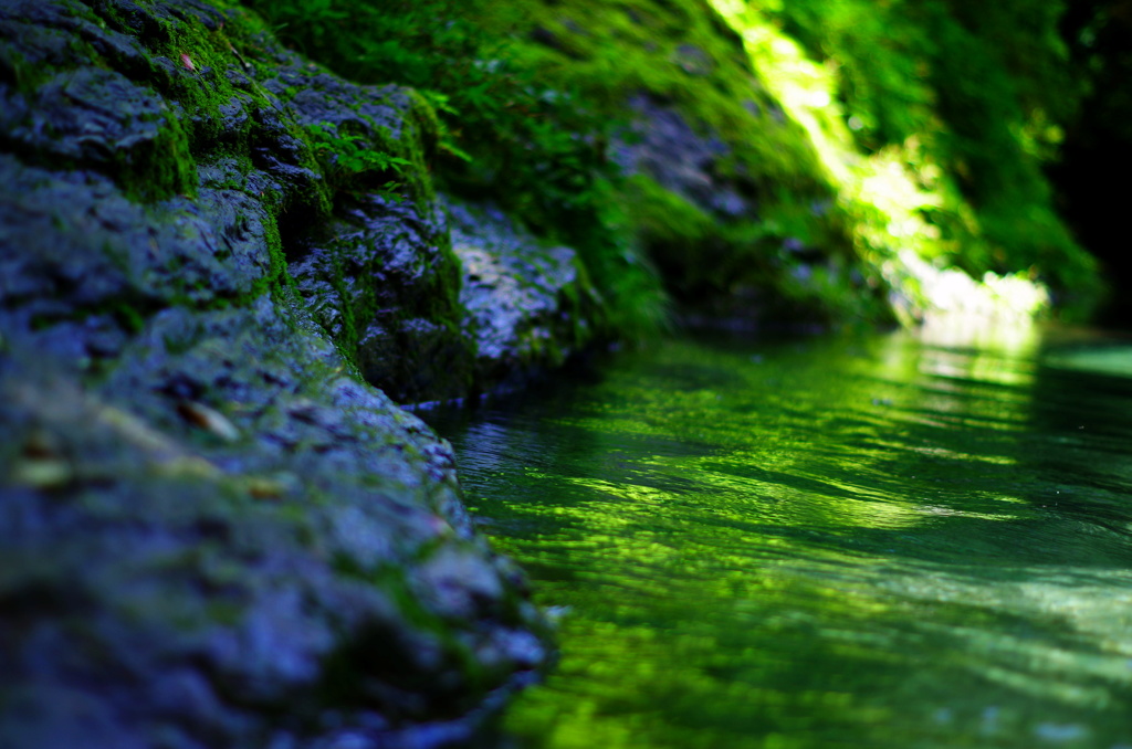 緑の川面