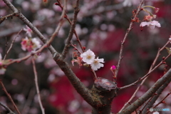 秋の桜