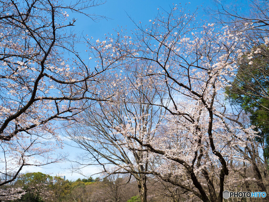 代々木公園の桜2020
