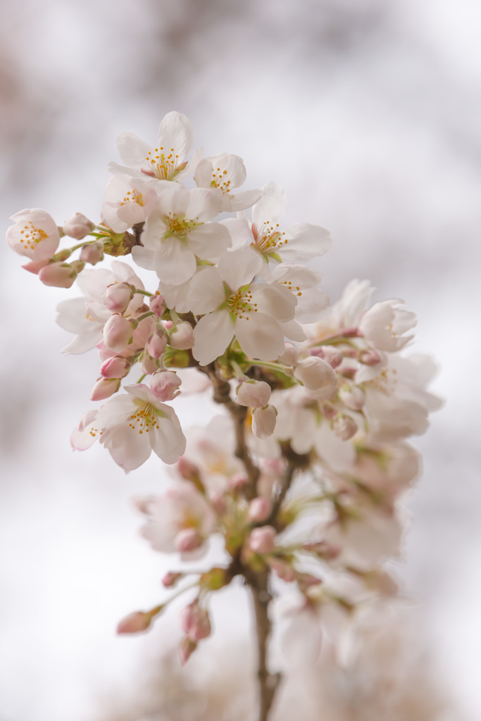 開花してましたその２