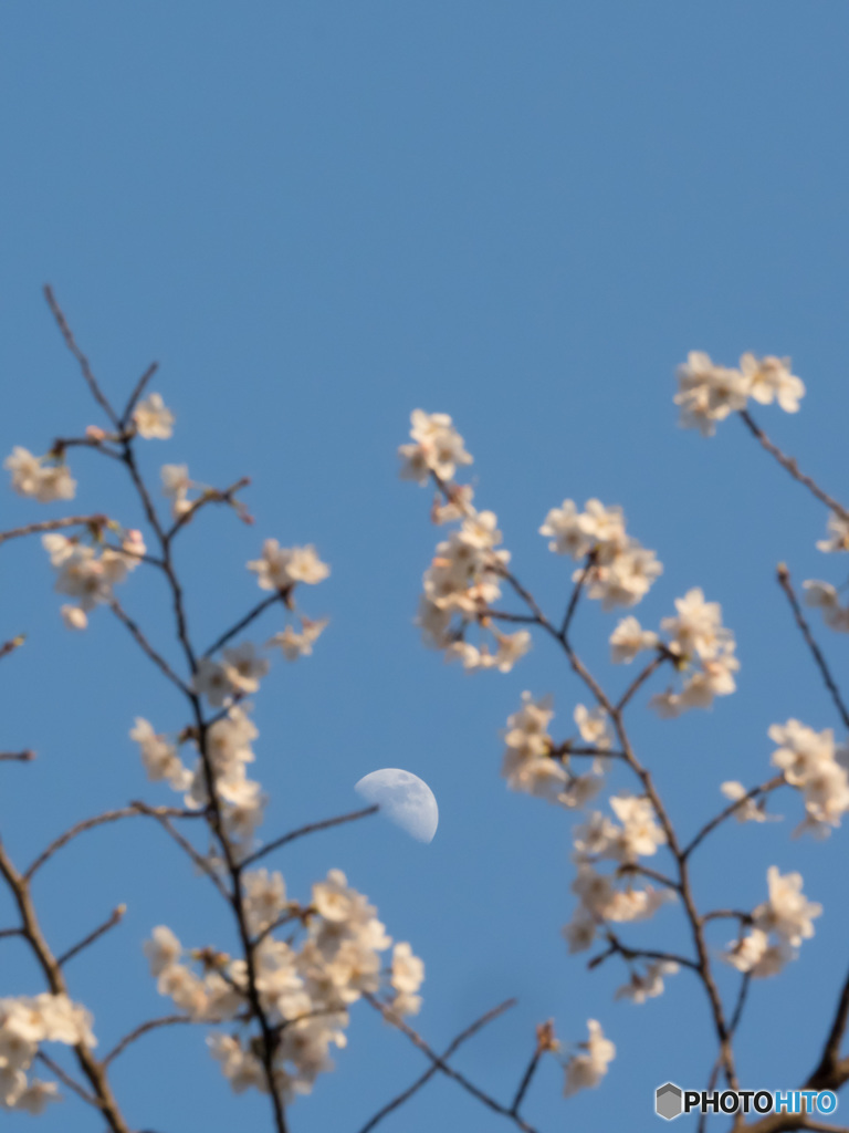 月と桜