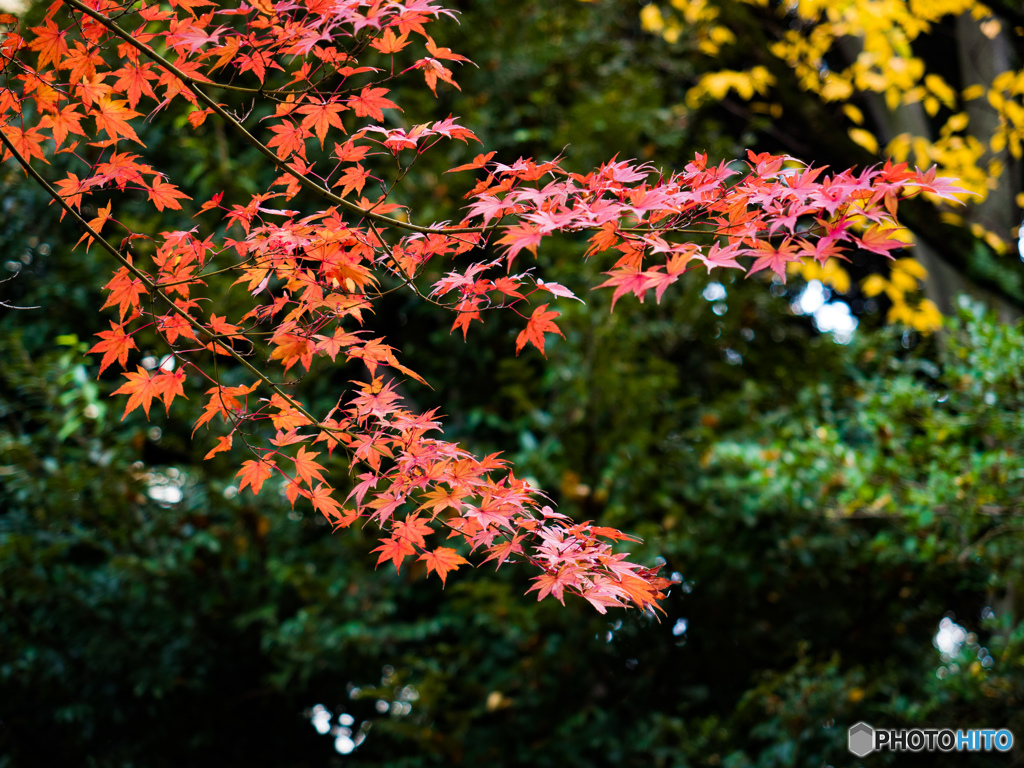 旧古河庭園の紅葉-その３