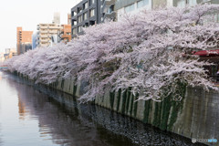 目黒川の桜その２