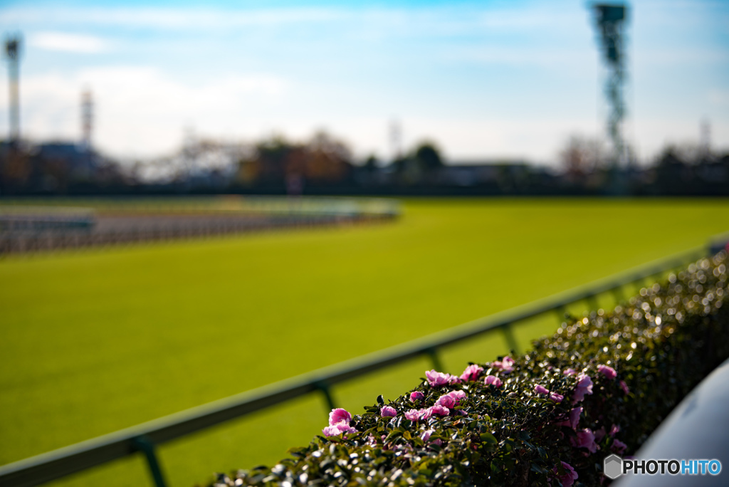 中山競馬場