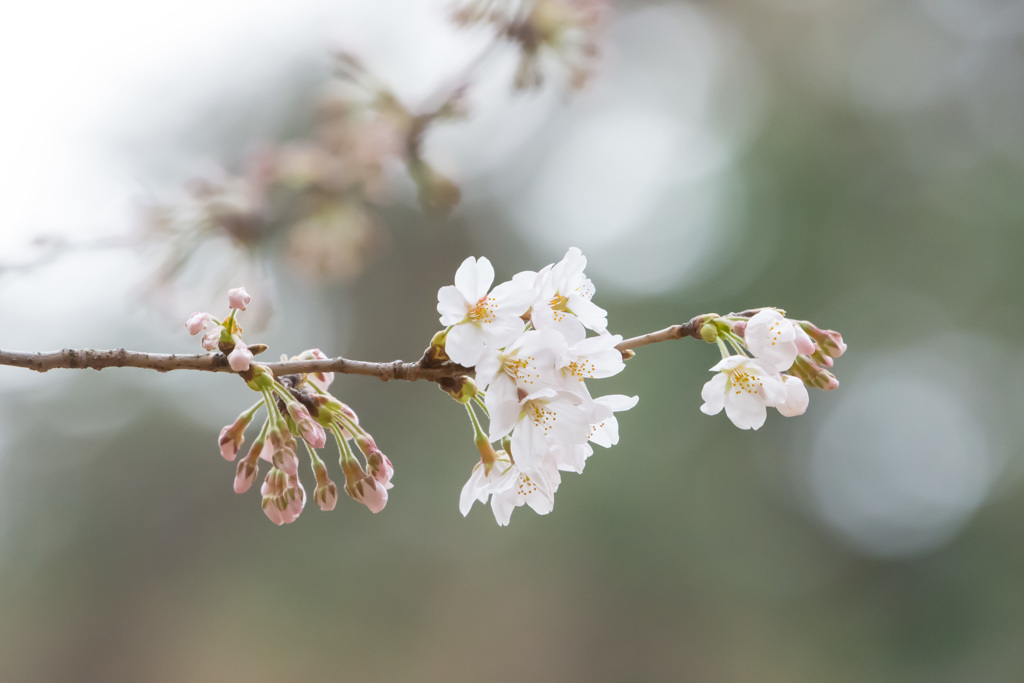 [つぼみ][開花済][開花中]