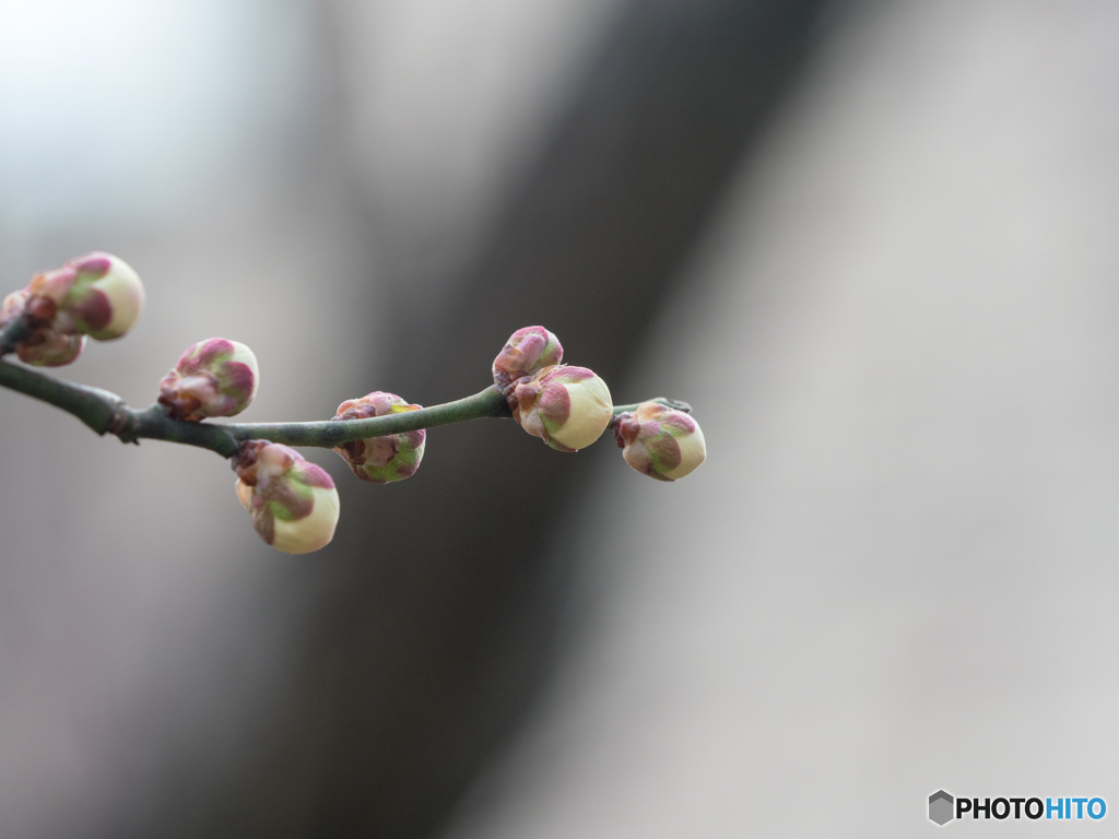 羽根木公園の梅