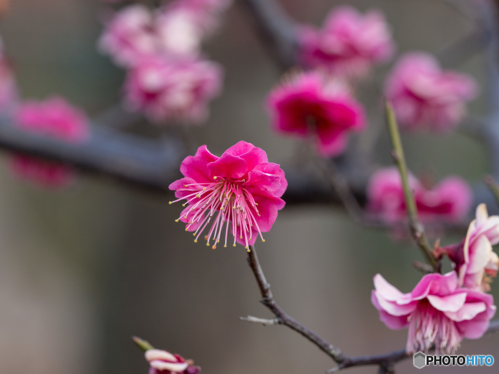 羽根木公園の梅