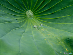 蓮の葉の水滴