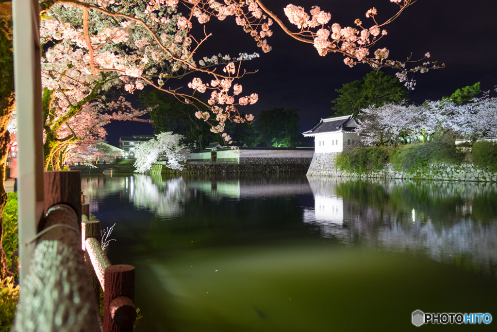 小田原の夜桜