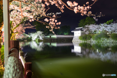 小田原の夜桜