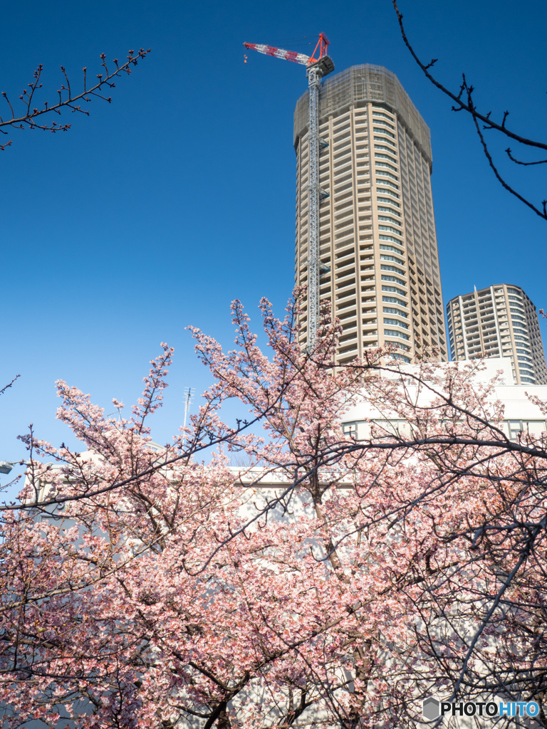 武蔵小杉の早桜