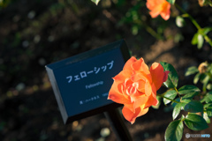 新宿御苑の薔薇