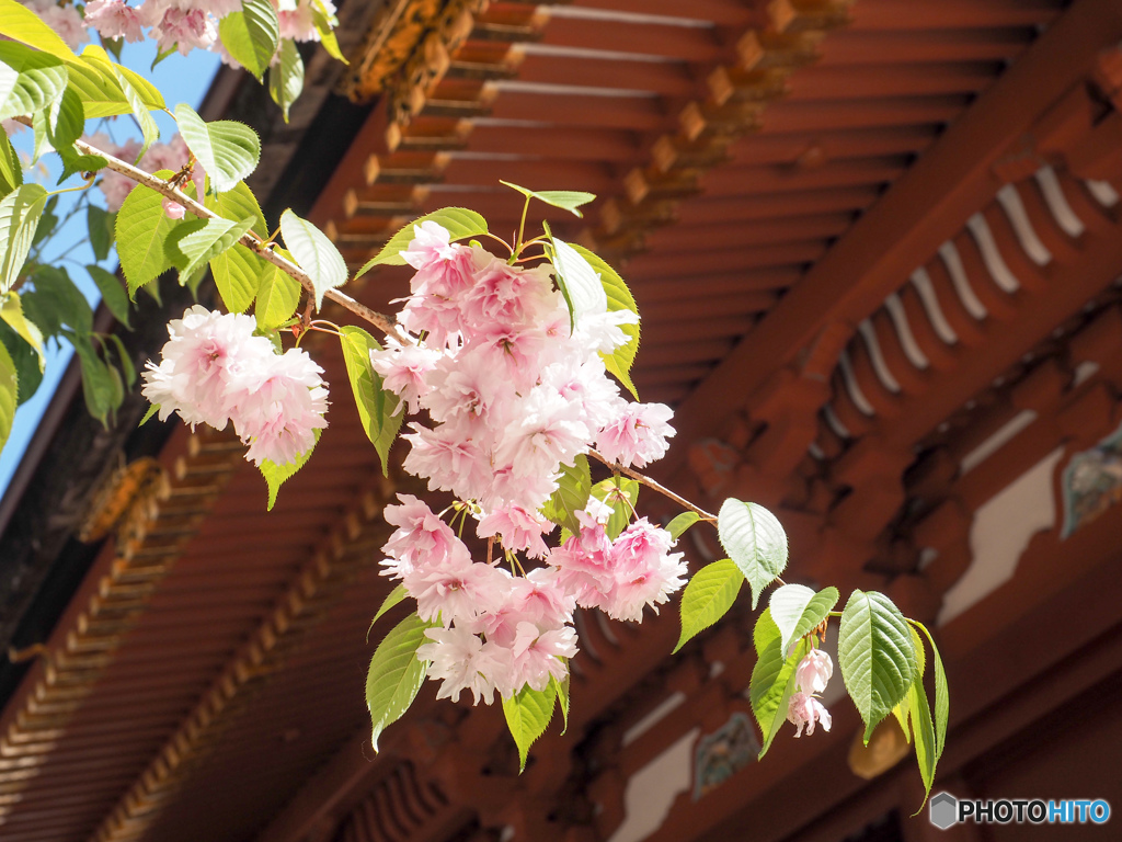 鹽竈神社の鹽竈桜