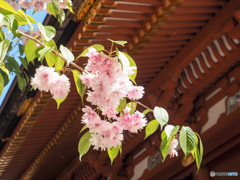 鹽竈神社の鹽竈桜