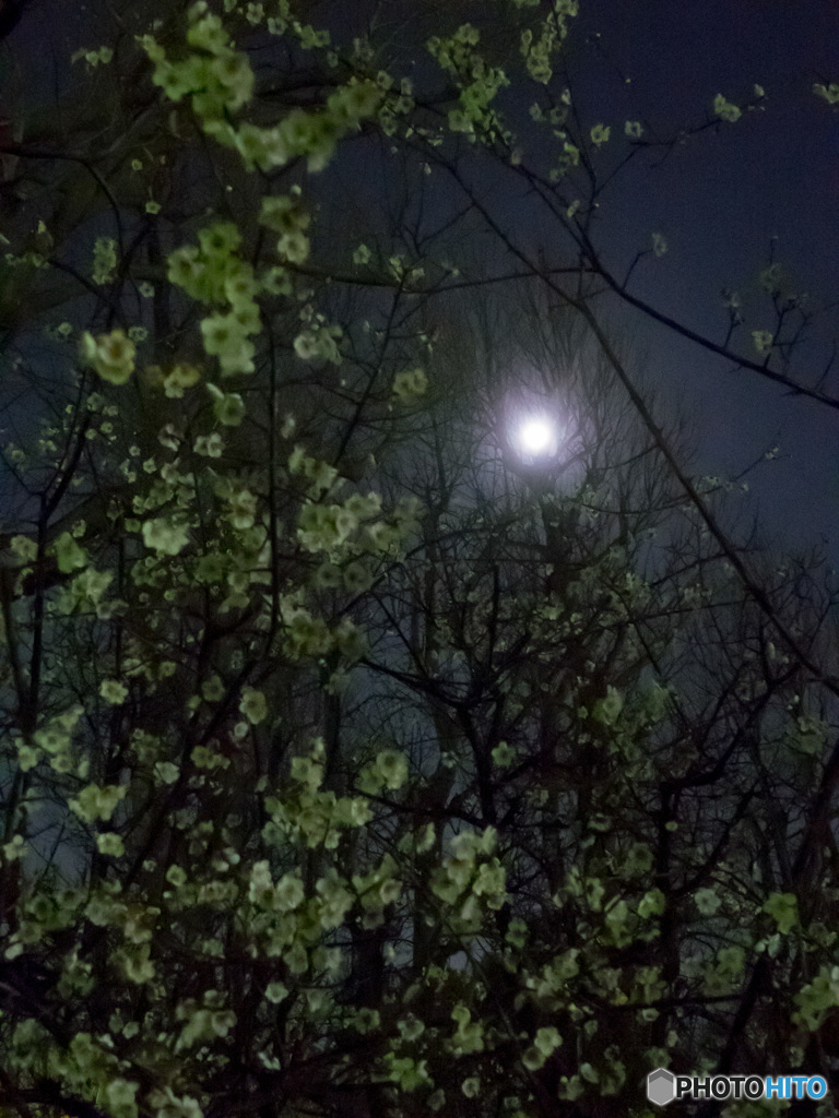 羽根木公園の梅と月