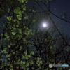 羽根木公園の梅と月