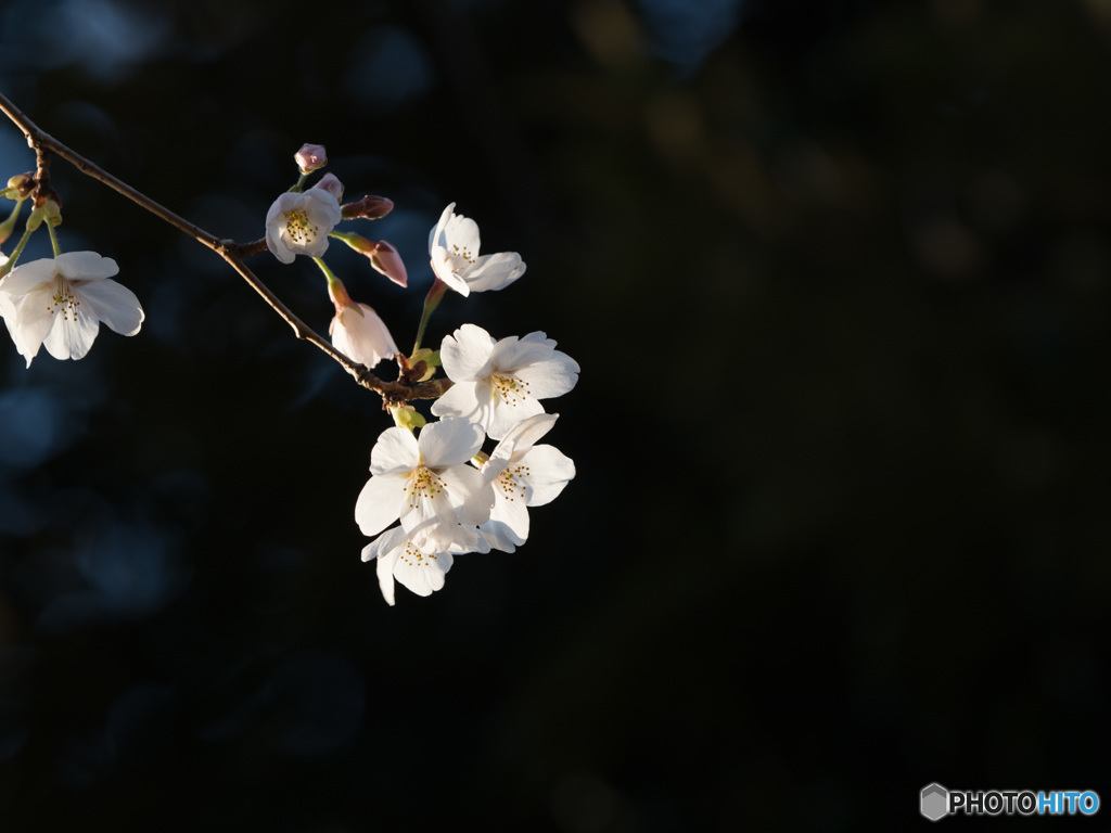 代々木公園の桜