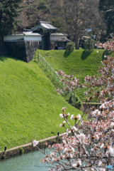 半蔵門と桜