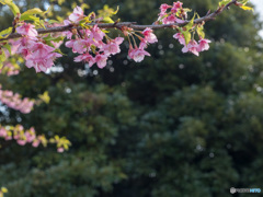 代々木公園の早桜