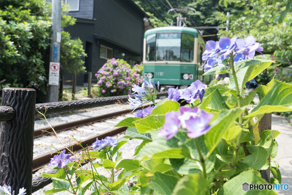 御霊神社（鎌倉権五郎神社）と紫陽花と江ノ電