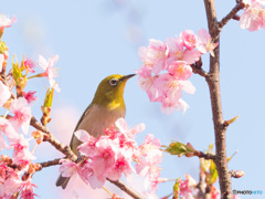 代々木公園の早桜とメジロ