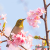 代々木公園の早桜とメジロ