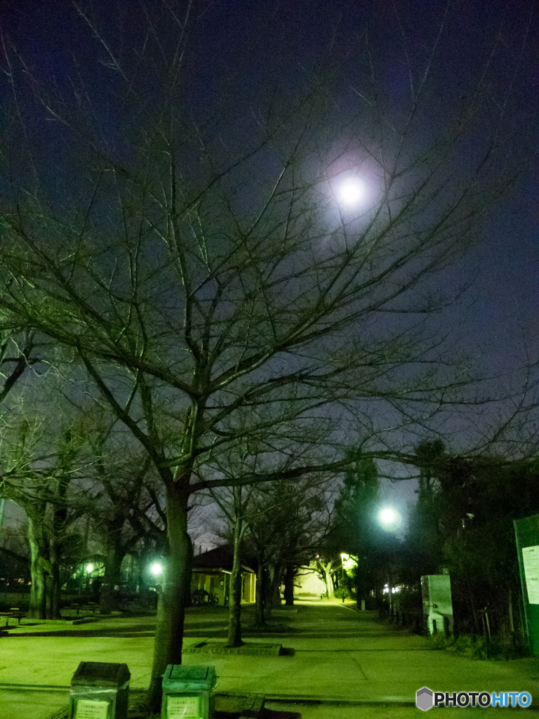 羽根木公園の夜の月