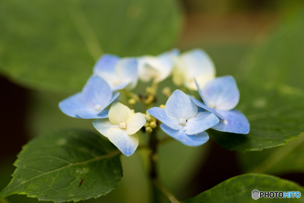 鎌倉の紫陽花