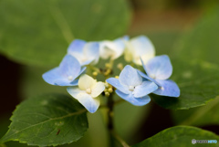 鎌倉の紫陽花