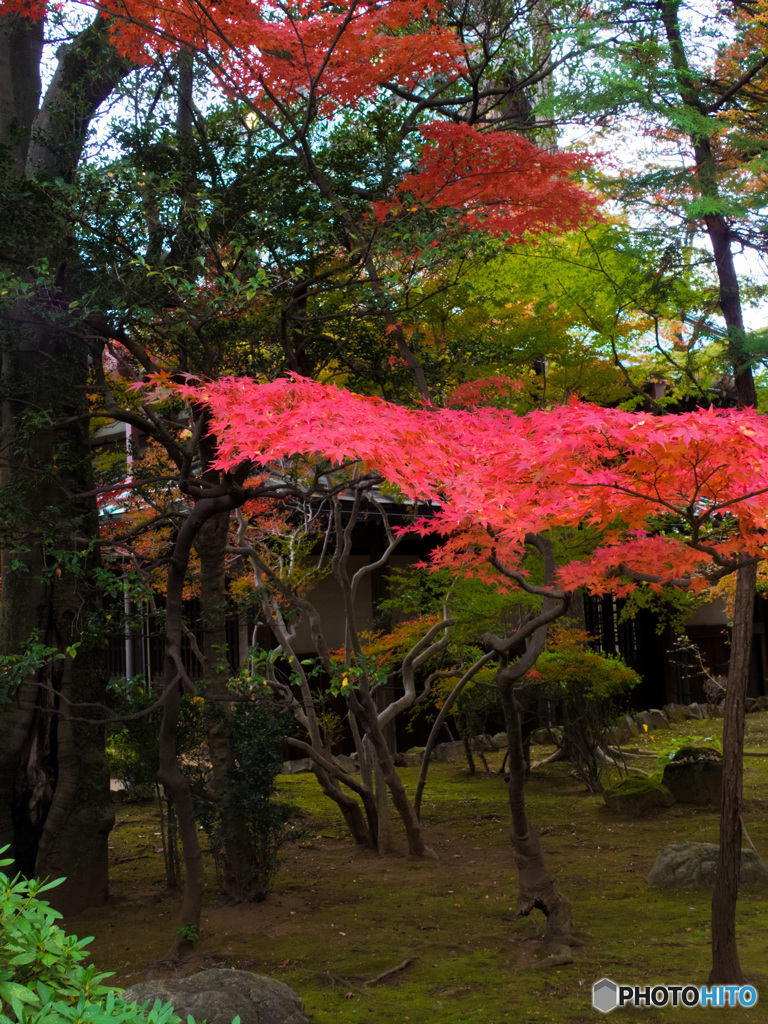 豪徳寺の紅葉１