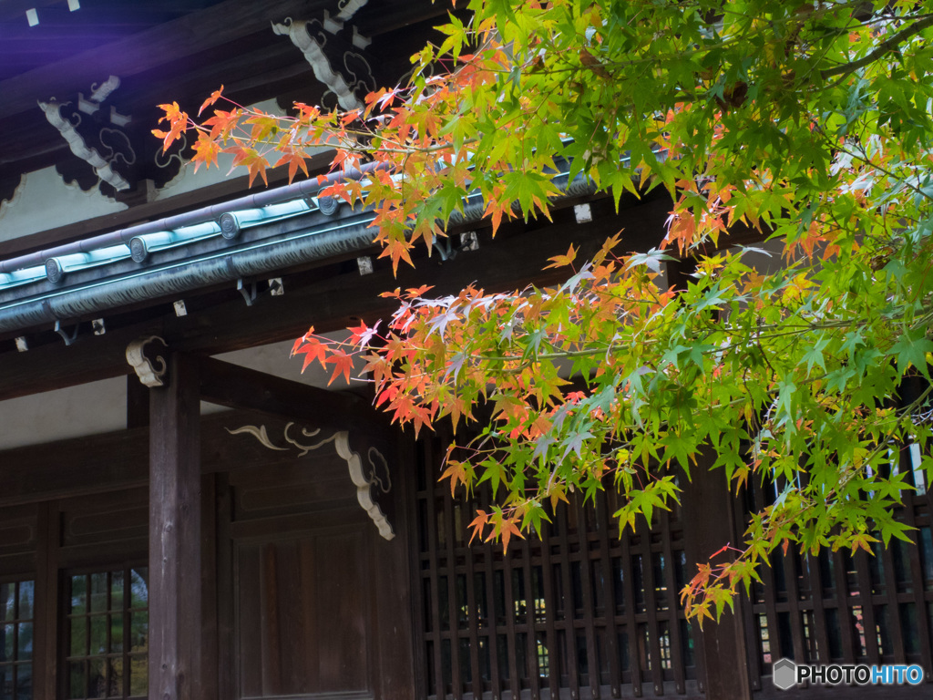 豪徳寺の紅葉２