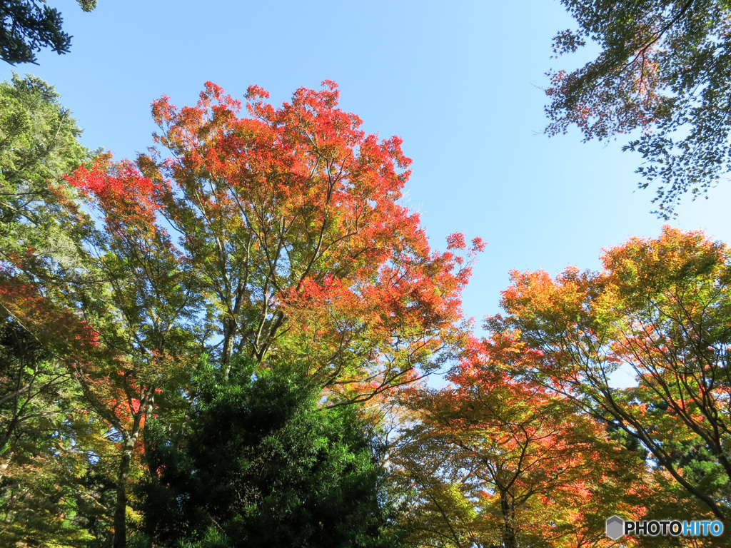 6年前の紅葉