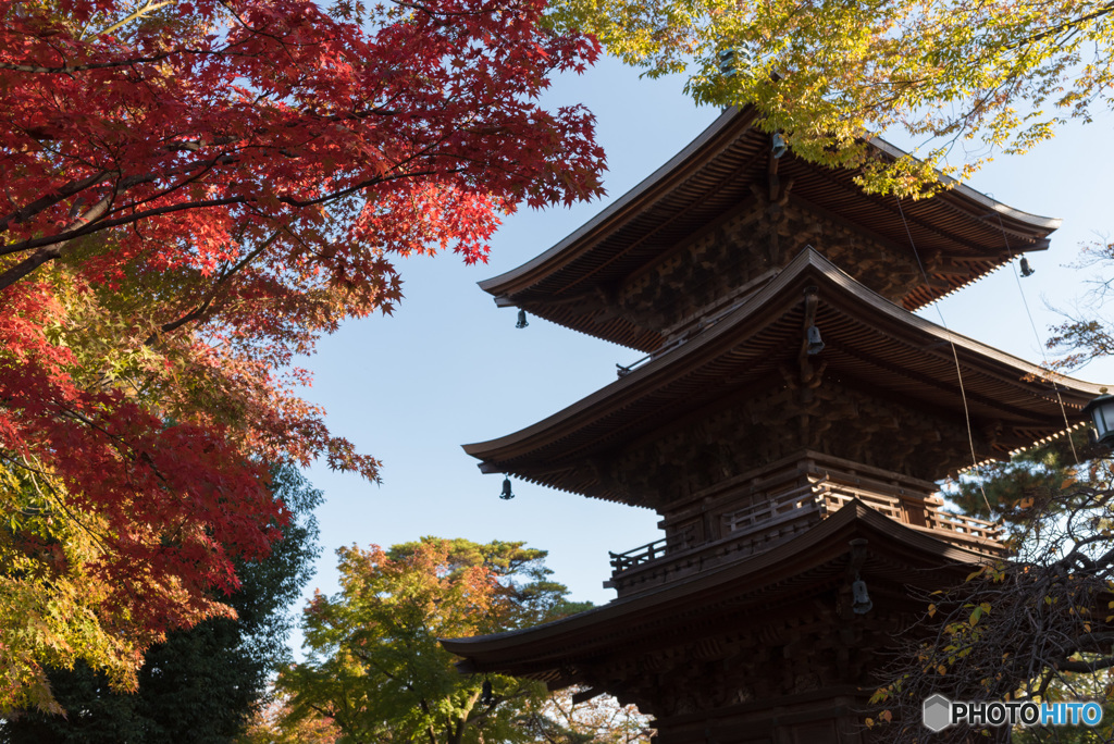 豪徳寺の紅葉