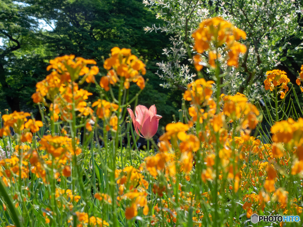 代々木公園の花
