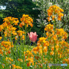 代々木公園の花