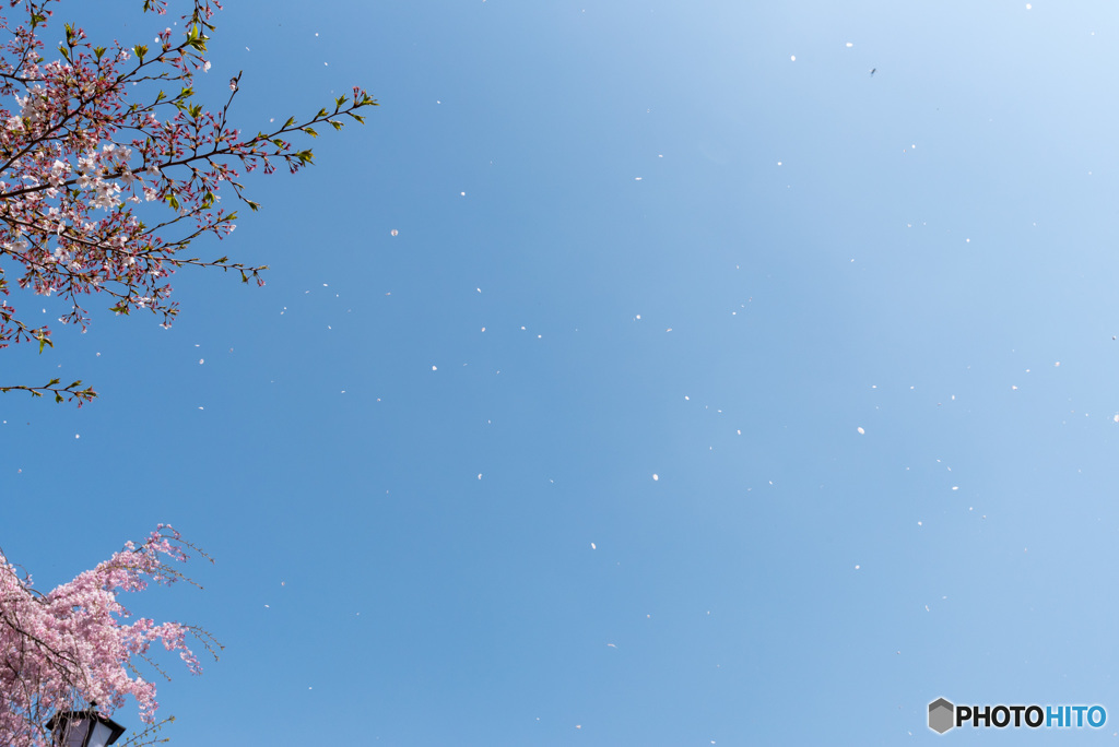 桜吹雪