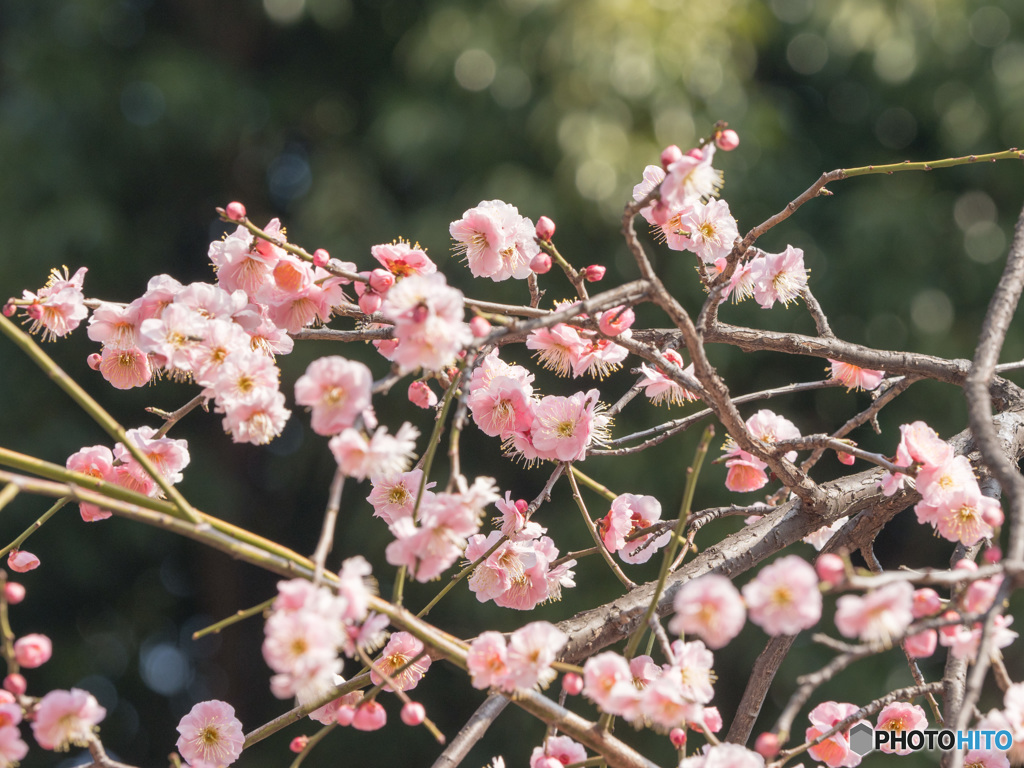 羽根木公園の梅