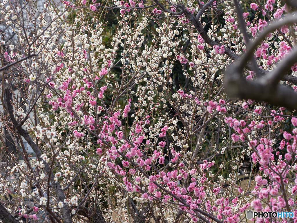 羽根木公園の梅