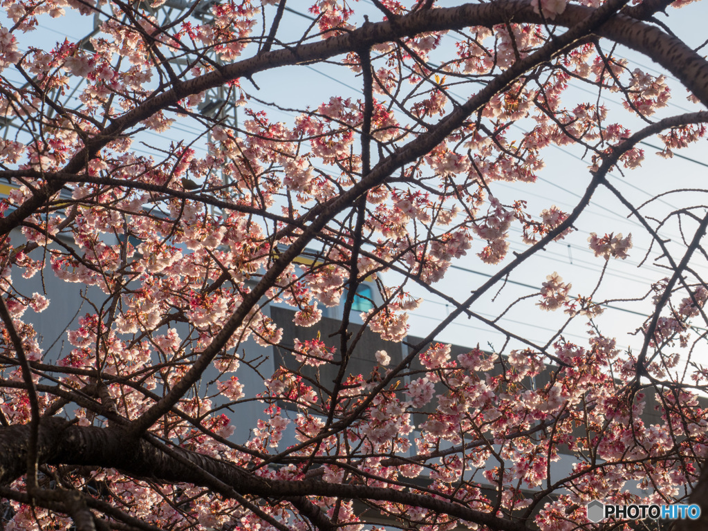 武蔵小杉の早桜と南武線